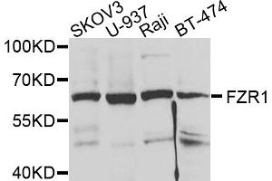 Western blot analysis of extracts of various cell lines, using FZR1 antibody (ABIN5973232) at 1/1000 dilution. (FZR1 抗体)