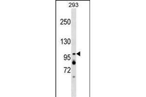 XAB2 Antibody (Center) (ABIN1538430 and ABIN2849141) western blot analysis in 293 cell line lysates (35 μg/lane). (XAB2 抗体  (AA 450-479))