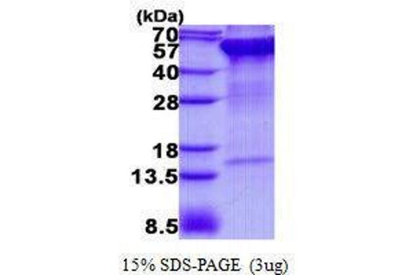 Ribophorin II Protein (RPN2)