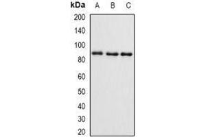 Western Blotting (WB) image for anti-SET and MYND Domain Containing 4 (SMYD4) (AA 1-260) antibody (ABIN5936313) (SMYD4 抗体  (AA 1-260))