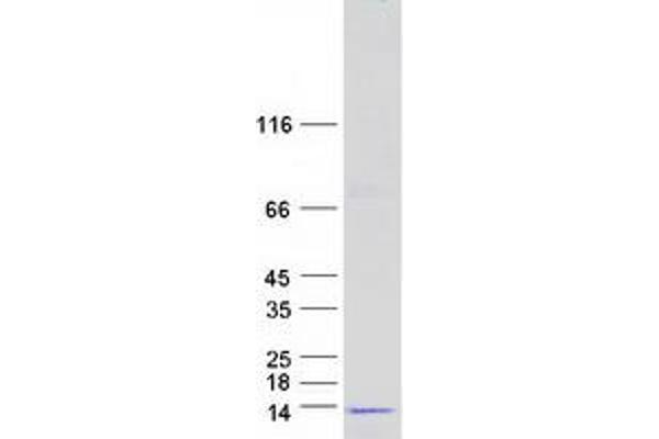 GNG5 Protein (Myc-DYKDDDDK Tag)