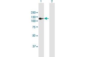 Western Blot analysis of AMOTL1 expression in transfected 293T cell line by AMOTL1 MaxPab polyclonal antibody. (AMOTL1 抗体  (AA 1-956))