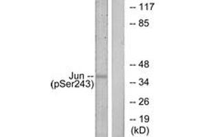 Western Blotting (WB) image for anti-Jun Proto-Oncogene (JUN) (pSer243) antibody (ABIN2888453) (C-JUN 抗体  (pSer243))