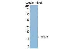 Western Blotting (WB) image for anti-Cartilage Oligomeric Matrix Protein (COMP) (AA 40-180) antibody (ABIN1858468) (COMP 抗体  (AA 40-180))