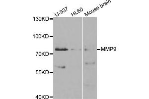 Western blot analysis of extracts of various cell lines, using MMP9 antibody (ABIN5971121) at 1/1000 dilution. (MMP 9 抗体)