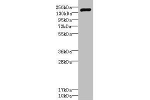 Western blot All lanes: VARS antibody IgG at 2. (VARS 抗体  (AA 1-280))