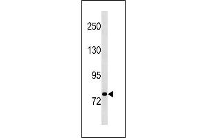 STAT3 Antibody (N-term) (ABIN1881849 and ABIN2843250) western blot analysis in A549 cell line lysates (35 μg/lane). (STAT3 抗体  (N-Term))