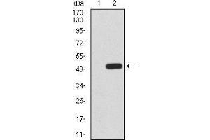 Western Blotting (WB) image for anti-Neurotrophic Tyrosine Kinase, Receptor, Type 2 (NTRK2) (AA 207-339) antibody (ABIN5873038) (TRKB 抗体  (AA 207-339))