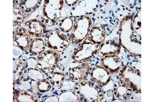 Immunohistochemistry (IHC) image for anti-Serine Racemase (SRR) antibody (ABIN1501137) (SRR 抗体)