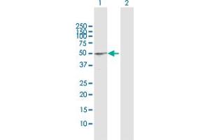 Western Blot analysis of BCL3 expression in transfected 293T cell line by BCL3 MaxPab polyclonal antibody. (BCL3 抗体  (AA 1-446))