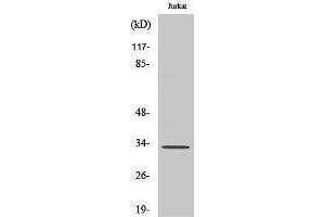 Western Blotting (WB) image for anti-Methyl-CpG Binding Domain Protein 3 (MBD3) (C-Term) antibody (ABIN3175933) (MBD3 抗体  (C-Term))