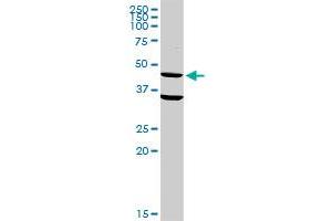 CD33 MaxPab rabbit polyclonal antibody. (CD33 抗体  (AA 1-364))