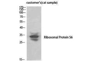 Western Blotting (WB) image for anti-Ribosomal Protein S6 (RPS6) (Thr821) antibody (ABIN3177268) (RPS6 抗体  (Thr821))