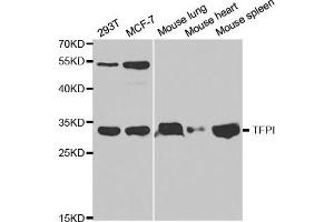 Western blot analysis of extracts of various cell lines, using TFPI antibody. (TFPI 抗体)