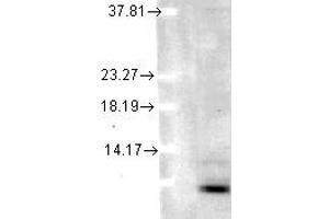 Image no. 1 for anti-Ubiquitin (Ubiquitin) antibody (ABIN1502294) (Ubiquitin 抗体)