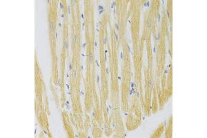 Immunohistochemistry of paraffin-embedded rat heart using PA2G4 Antibody. (PA2G4 抗体  (AA 1-394))