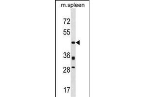 Mouse Prr5 Antibody (C-term) (ABIN1537010 and ABIN2838338) western blot analysis in mouse spleen tissue lysates (35 μg/lane). (PRR5 抗体  (C-Term))