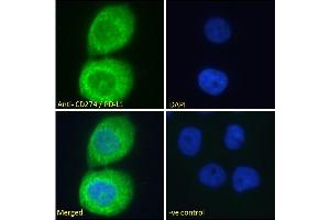 Immunofluorescence (IF) image for anti-CD274 (PD-L1) (C-Term) antibody (ABIN185339)