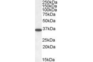 Western Blotting (WB) image for anti-PPP2C (C-Term) antibody (ABIN2465277) (PPP2C (C-Term) 抗体)