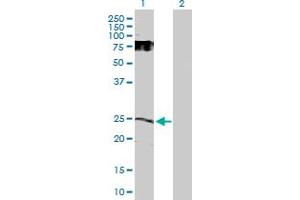 Western Blot analysis of GDNF expression in transfected 293T cell line by GDNF MaxPab polyclonal antibody. (GDNF 抗体  (AA 1-211))