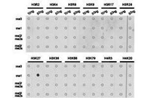 Western Blotting (WB) image for anti-Histone 3 (H3) (H3K27me) antibody (ABIN1873000) (Histone 3 抗体  (H3K27me))