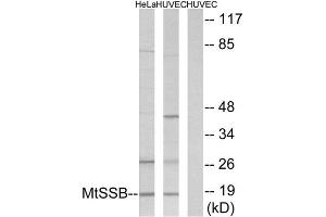 Western Blotting (WB) image for anti-Single-Stranded DNA Binding Protein 1 (SSBP1) (C-Term) antibody (ABIN1849545) (SSBP1 抗体  (C-Term))