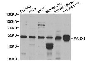 Western blot analysis of extracts of various cell lines, using PANX1 antibody. (PANX1 抗体)