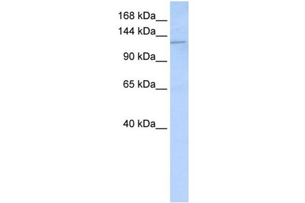 Desmoglein 2 抗体  (N-Term)