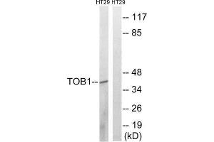 Western Blotting (WB) image for anti-Protein Tob1 (TOB1) (Ser164) antibody (ABIN1848370) (Protein Tob1 (TOB1) (Ser164) 抗体)