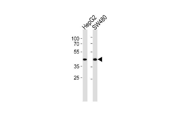 ADH7 抗体  (C-Term)