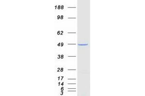 PCBP4 Protein (Transcript Variant 3) (Myc-DYKDDDDK Tag)