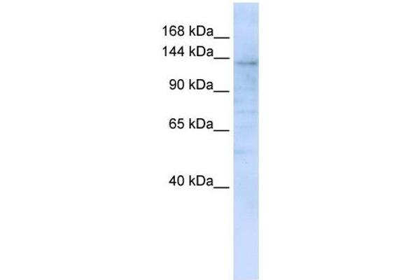 IMPG2 抗体  (C-Term)