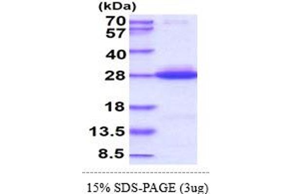 K-RAS Protein (AA 1-185) (His tag)