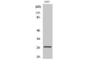 Western Blotting (WB) image for anti-Dual Specificity Phosphatase 19 (DUSP19) (Internal Region) antibody (ABIN3184365) (DUSP19 抗体  (Internal Region))