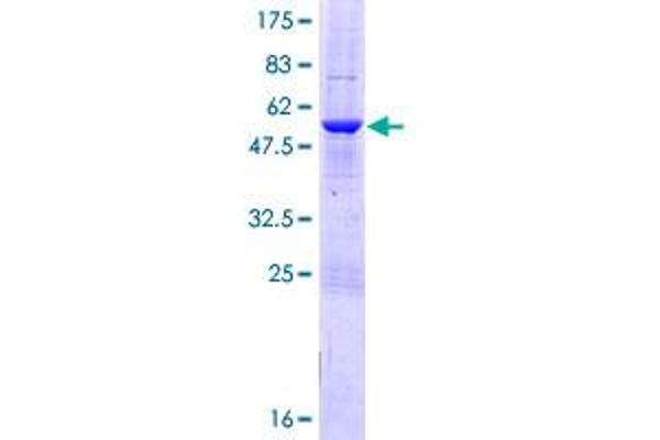 MTX2 Protein (AA 1-263) (GST tag)