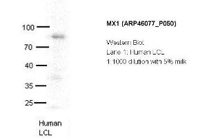 Image no. 2 for anti-Myxovirus Resistance Protein 1 (MX1) (C-Term) antibody (ABIN785323) (MX1 抗体  (C-Term))