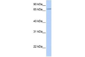 SLC44A3 antibody used at 1 ug/ml to detect target protein. (SLC44A3 抗体  (N-Term))