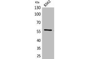 Western Blot analysis of K562 cells using Angptl1 Polyclonal Antibody. (ANGPTL1 抗体  (Internal Region))