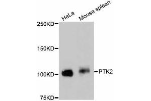 Western blot analysis of extracts of various cell lines, using PTK2 antibody (ABIN5997089). (FAK 抗体)