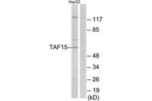 Western blot analysis of extracts from HepG2 cells, using TAF15 Antibody. (TAF15 抗体  (AA 351-400))