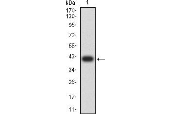 Protocadherin 9 抗体  (AA 24-148)