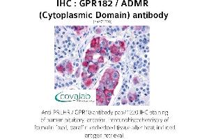 Image no. 1 for anti-G Protein-Coupled Receptor 182 (GPR182) (3rd Cytoplasmic Domain) antibody (ABIN1735011) (G Protein-Coupled Receptor 182 抗体  (3rd Cytoplasmic Domain))