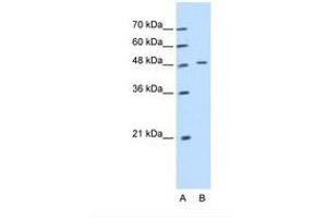 Image no. 1 for anti-Keratin 20 (KRT20) (AA 181-230) antibody (ABIN320732) (KRT20 抗体  (AA 181-230))