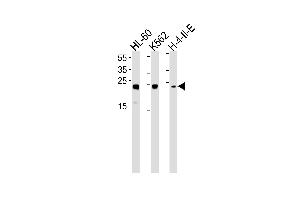 Western blot analysis in HL-60,K562,H-4-II-E cell line lysates (35ug/lane). (HMGB2 抗体  (AA 92-118))