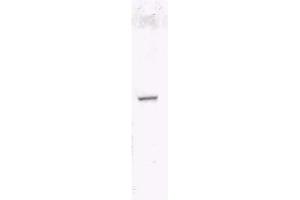 Image no. 1 for anti-HA-Tag antibody (Biotin) (ABIN401230) (HA-Tag 抗体  (Biotin))