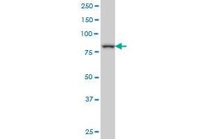 DAZ1 monoclonal antibody (M04), clone 4F3. (DAZ1 抗体  (AA 21-120))