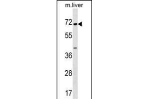CPNE6 Antibody (N-term) (ABIN1539048 and ABIN2848604) western blot analysis in mouse liver tissue lysates (35 μg/lane). (CPNE6 抗体  (N-Term))