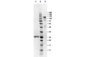 SDS-PAGE results of Goat F(ab')2 Anti-MOUSE IgG Antibody Min X human serum proteins. (山羊 anti-小鼠 IgG (Heavy & Light Chain) Antibody - Preadsorbed)