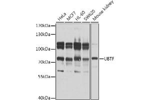 Western blot analysis of extracts of various cell lines, using UBTF antibody  at 1:1000 dilution. (UBTF 抗体  (AA 200-440))