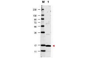 Image no. 1 for anti-Interleukin 17A (IL17A) antibody (ABIN1102458) (Interleukin 17a 抗体)